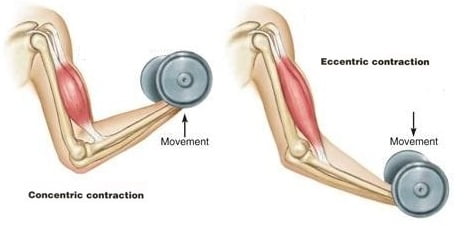 Research Findings on Eccentric Training and Range of Motion